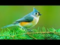 Calm Your Mind With Beautiful Relaxing Music & Beautiful Nature for Insomnia Relief and Meditation