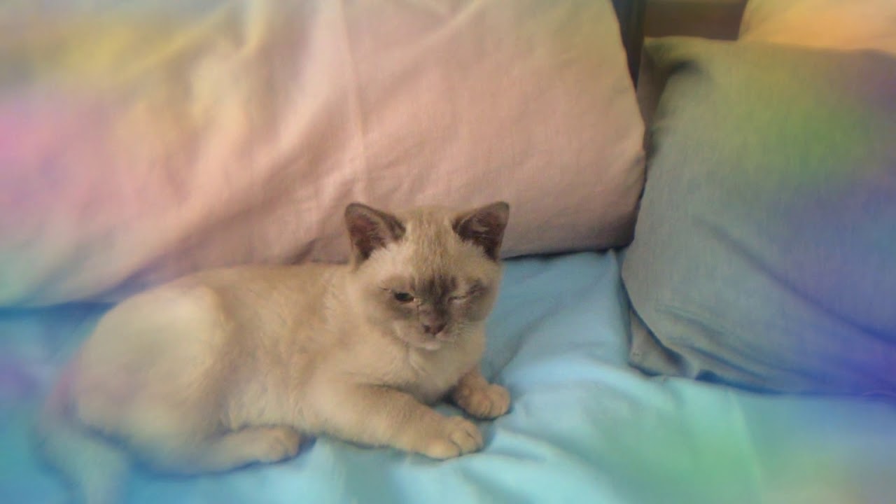 My cats got cat flu 😔 