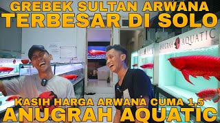 GREBEK SULTAN ARWANA SOLO DI ANUGRAH AQUATIC FARM ARWANA JAWA TENGAH