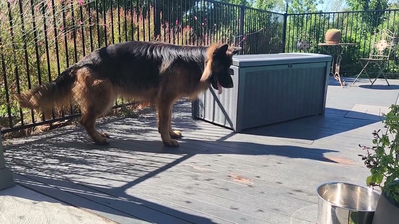 Shepherds never give up.