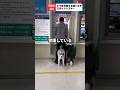 飼い主の警護に失敗するハスキー