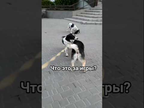 Классные игры собак! #собака #пёс #dog #dogs #милота #собаки #пес #животные #домашниеживотные