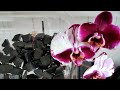105. Как ПЕРЕСАДИТЬ орхидею в ПОЛИСТИРОЛ из пищевых ЛОТКОВ? Обработка. Фаленопсис МУТАНТ Magic Art