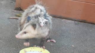 Possum with baby
