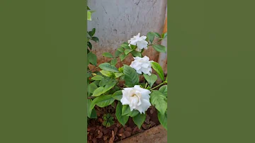 Rare Parijatham Flower Live Plant #shorts #flowers  #plants