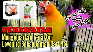 Perawatan dan Cara mengeluarkan karakter Lovebird bahan jantan dari NOL