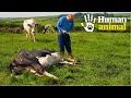 Weve got a cow to shoot next what death in farming really looks like  human animal