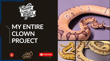 My Entire CLOWN Project - Ball Python Breeding!!