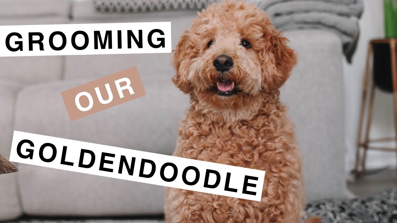 how often should a goldendoodle be groomed