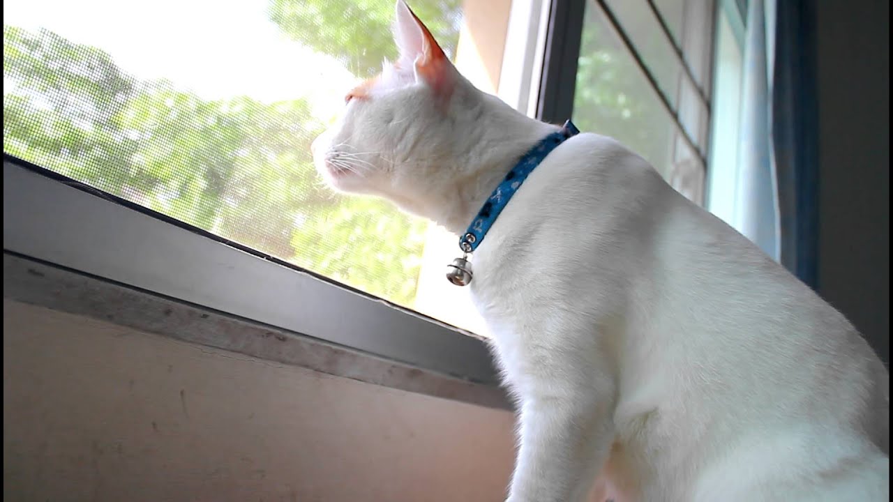 Testcat testCat - YouTube