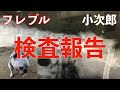 フレブル小次郎くん検査報告です。Animal Rescue Nursing