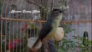 Opior Jambul Mentalan Cepat Emosi dengar Kicauan Burung Lain Auto Ribut - Prenjak Daun Lombok Gacor