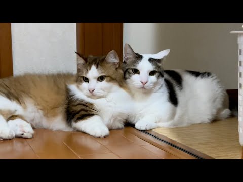 仲良く並んで耳がキョロキョロする猫