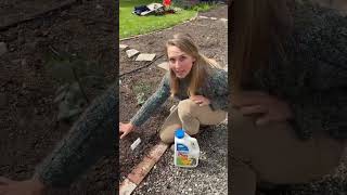 How to Protect Your Dahlias from Slugs and Earwigs Help My Dahlia S Are Being Eaten How To Protect Your Flowers