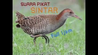 SUARA PIKAT BURUNG SINTAR Full 1jam