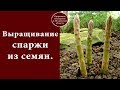 Выращивание спаржи из семян.