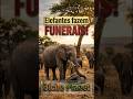 Elefantes fazem funeral pelos seus mortos 🐘