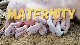 Maternity Marvels: The Science Behind Sow Reproduction