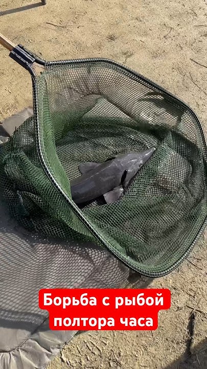 Рыбалка в Нидерландах на царскую рыбу.Царский Осётр.150 кг Рыба монстр ...