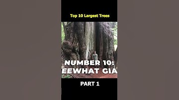 10 BIGGEST Trees in the World Part 1