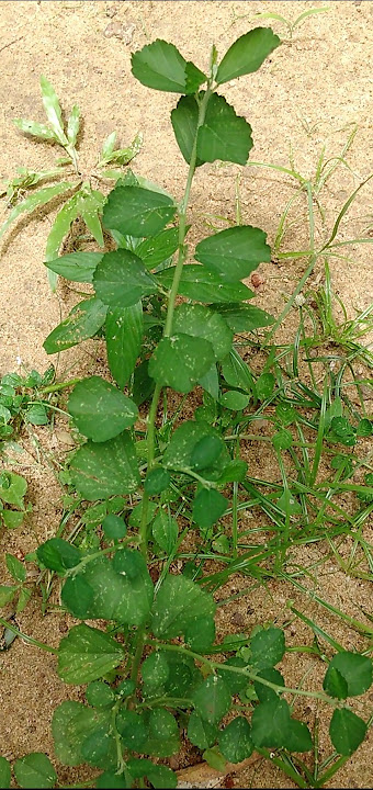 Sida alnifolia#(Bawila)#🙂🙂🙂#short#naturelover#Horana