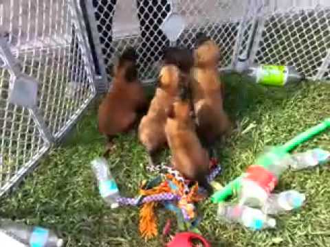 belgian malinois breeder california belgian malinois puppies for sale akc registered knpv lines youtube belgian malinois breeder california belgian malinois puppies for sale akc registered knpv lines youtube