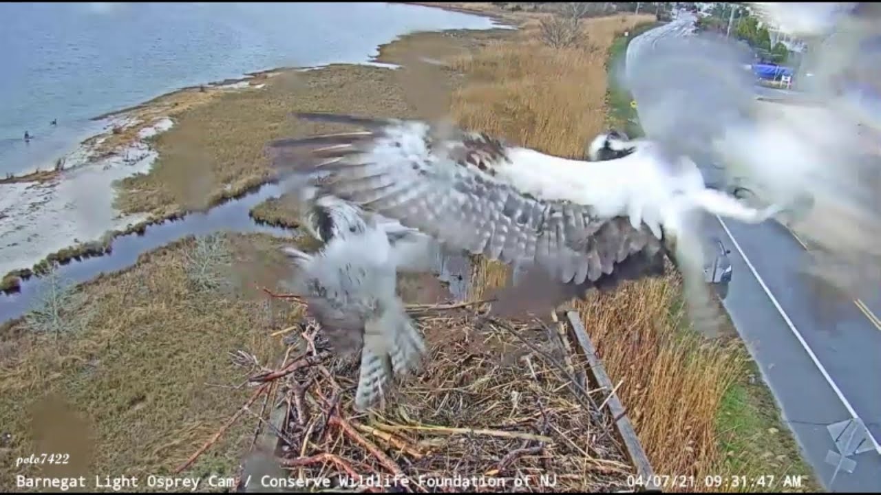 Barnegat Light Osprey Cam Defending the nest 472021 YouTube