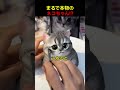 まるで本物のねこのように