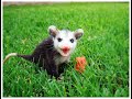 What to do if you find...a baby opossum!