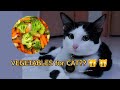 Giving My Cat VEGETABLES