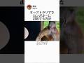 オーストラリアでカンガルーに対処する方法