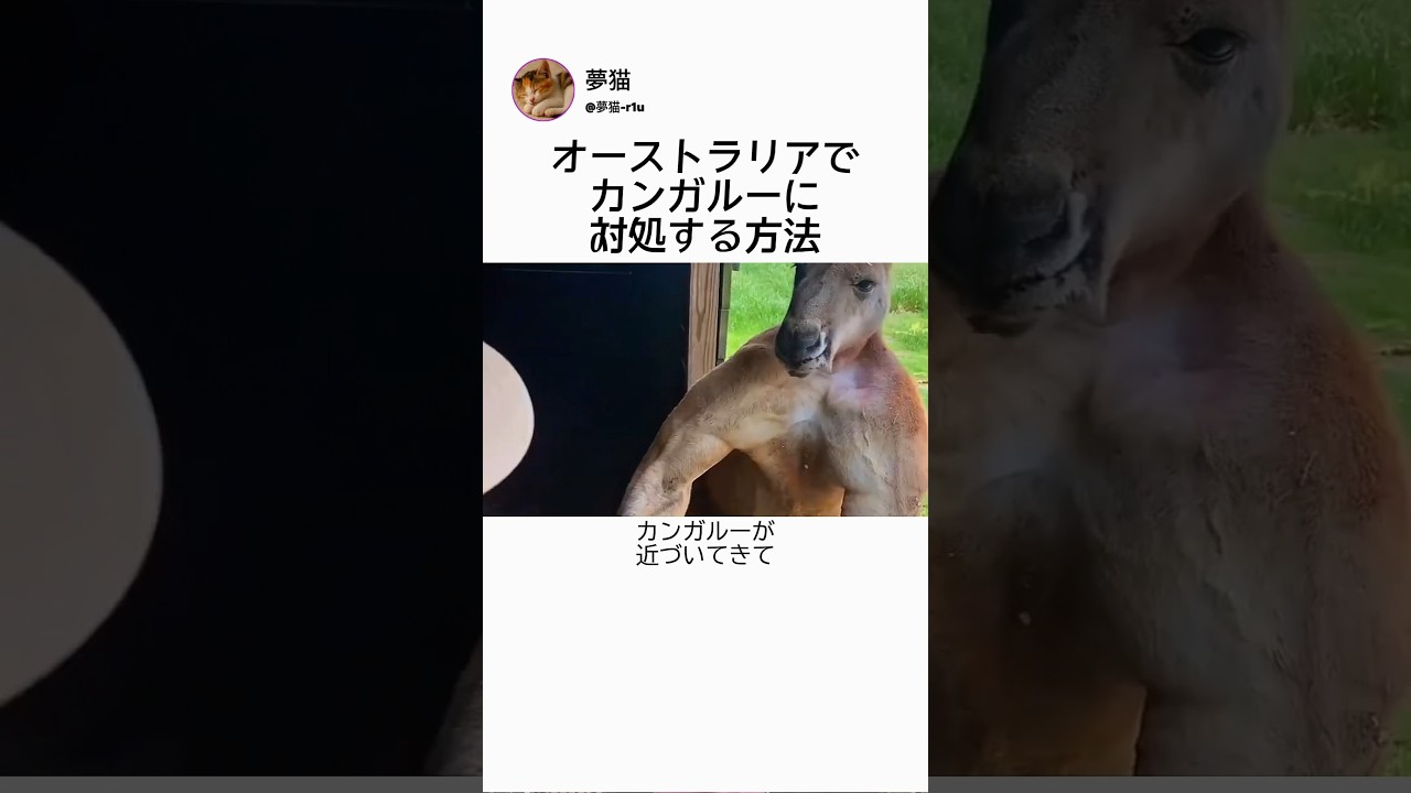 How to deal with kangaroos in Australia - YouTube