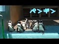 久留米市鳥類センターのペンギン の動画、YouTube動画。