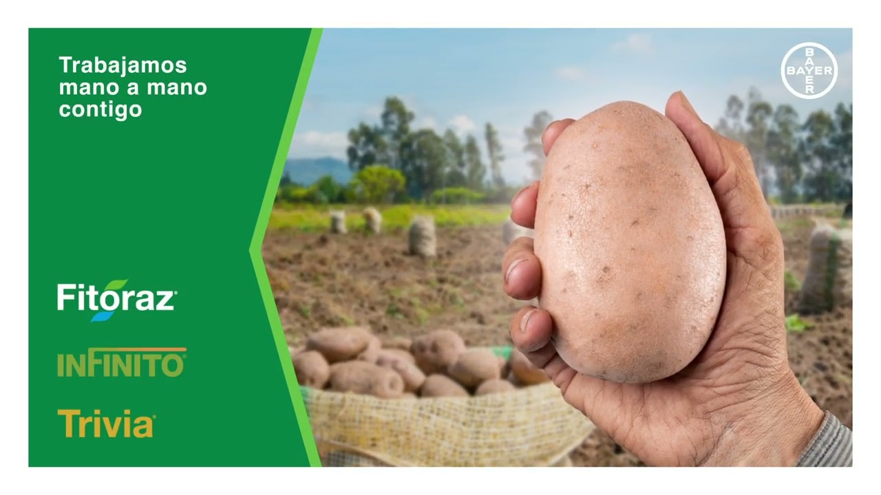 Mejores resultados en tu cultivo de papa | Agro Bayer​ Colombia​