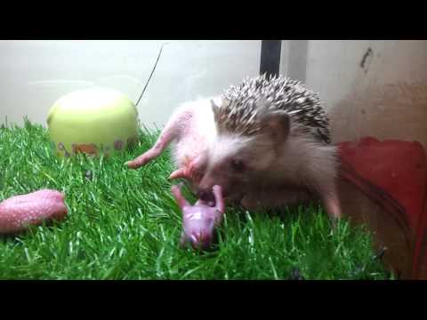 Hedgehog giving birth