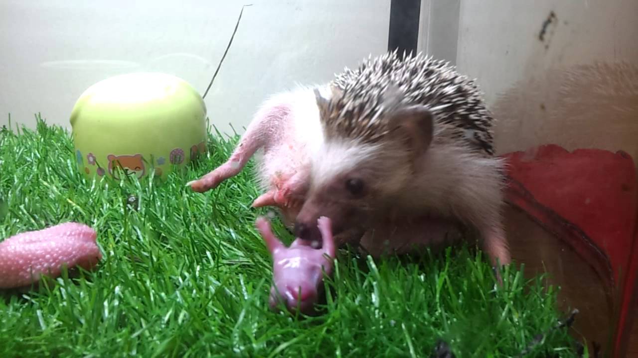 Hedgehog Giving Birth Youtube