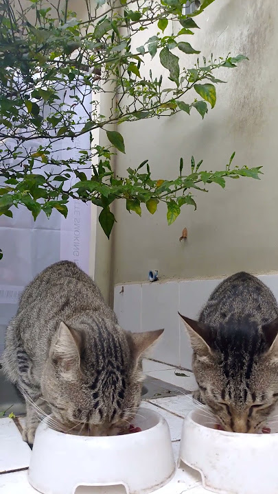 Bonnie and Blue eating#cats#shorts#shortsfeeed#eatingcats