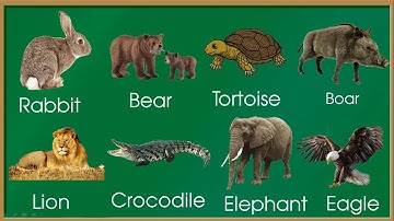 Thanh nấm - Học từ vựng tiếng anh qua các con vật quen thuộc (phần 2) / English vocabulary