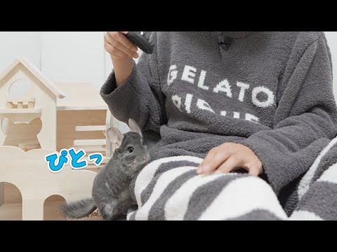 疲れた心を癒やしてくれるチンチラが可愛すぎる - YouTube