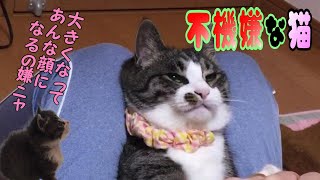 露骨に不機嫌な表情になった猫 露骨に不機嫌な表情になった猫
