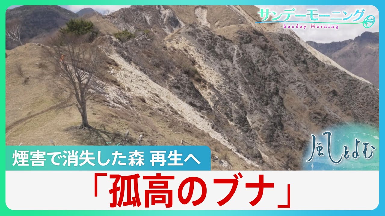 旧足尾銅山近くに立つ「孤高のブナ」 煙害で消失した森を再生する懸命