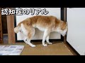 認知症柴犬の行動を3分ノーカットで撮影しました。