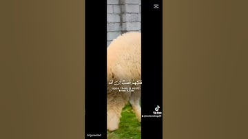 #تلاوه_خاشعه #اكسبلور #المصحف #القران_الكريم