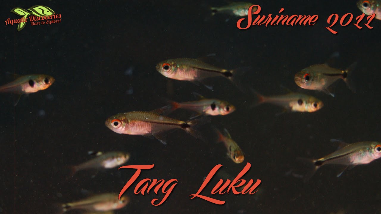Aquatic Discoveries: Tang Luku