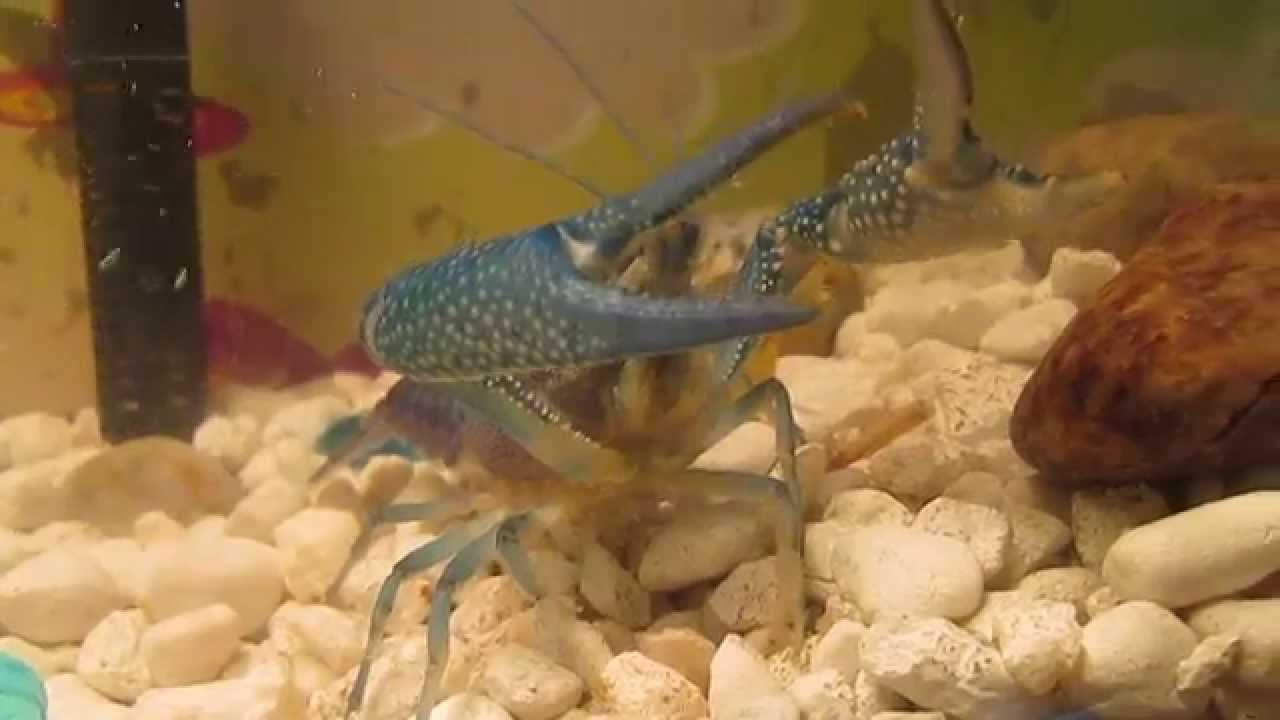 Electric Blue Lobster YouTube