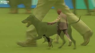Crufts 2018: Manchester Terrier places fourth in Terrier group!