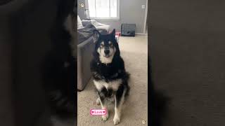 Do you believe dogs can speak English?#funny #pets #cute #dog #love