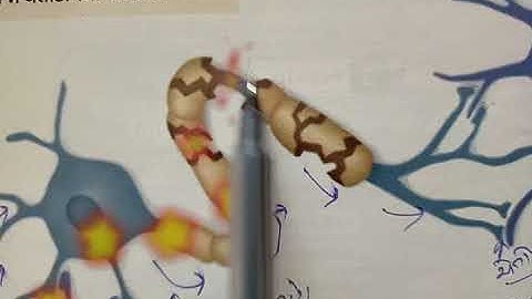 Std 10 sci chap 7, ચેતાકોષ