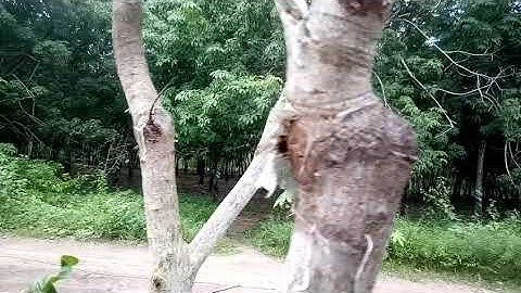 chia sẻ cách bắt sâu đục thân. trên cây điều.