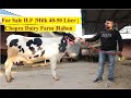 For Sale H.F |Milk 40-50 Liter |Chopra Dairy Farm | Rahon | Nawanshahr | Punjab |